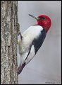 _3SB1829 red-headed woodpecker